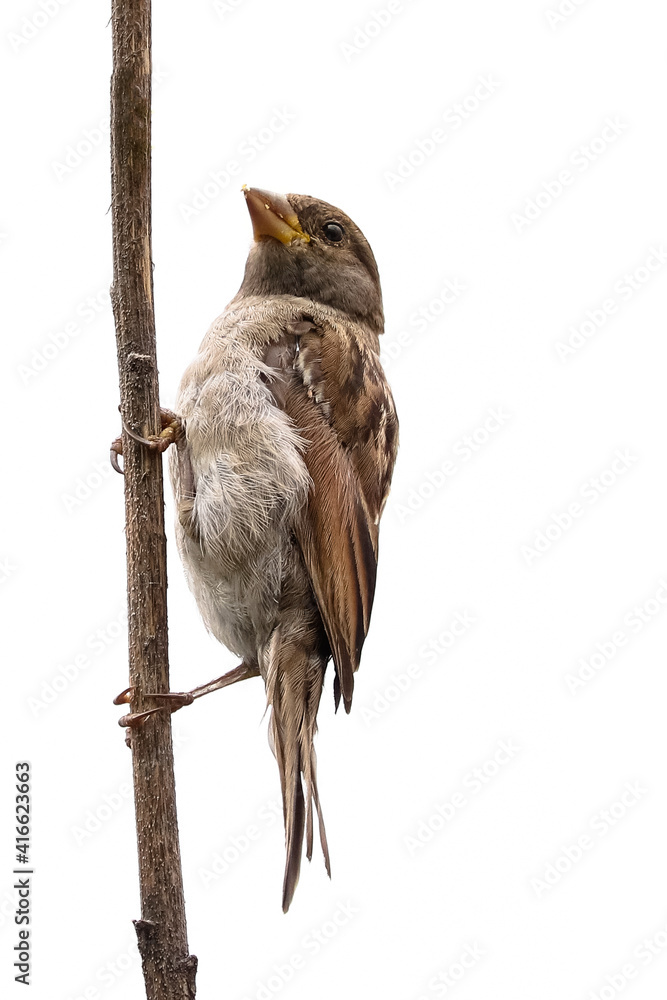 Wall mural sparrow bird isolated. sparrow female songbird (passeridae, passer domesticus) perching on dry sunfl