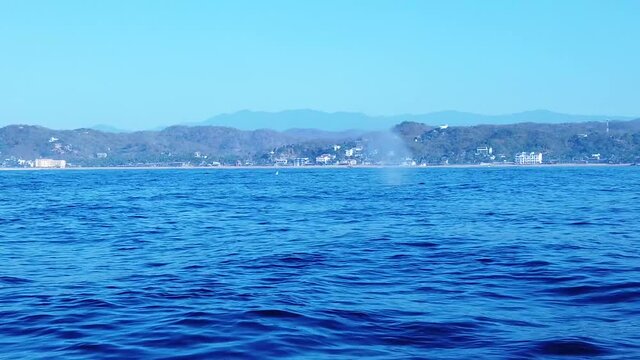 Humpback whale breaching off coast of Zipolite, Oaxaca, Mexico, wide slow motion