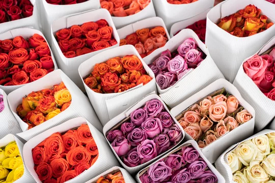 des bouquets de roses à la Plaza de Mercado de Paloquemao, Bogota, Colombie