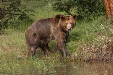 Obraz na płótnie Canvas Grizzly bear.