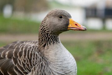 Closeup on a head of beautiful greylag goose walking on the pavement. brown patterned big bird in the park looking for food, the largest and bulkiest of the wild geese native to the UK and Europe