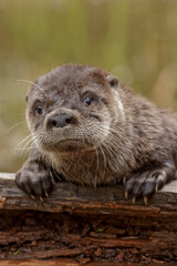 North American River Otter.