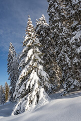 sapins ciel bleu et neige