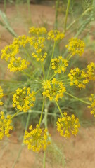 yellow flowers in the field