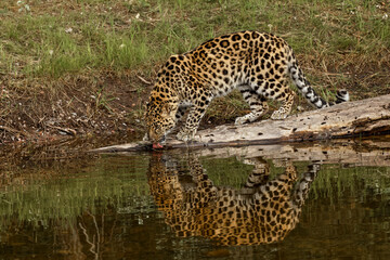 Amur Leopard and reflection, also known as Far East Leopard, Manchuria Leopard and Korean Leopard, critically endangered species.
