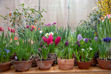 Many ceramic pots with bright flowers are arranged in a row.