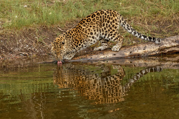 Fototapeta na wymiar Amur Leopard and reflection, also known as Far East Leopard, Manchuria Leopard and Korean Leopard, critically endangered species.