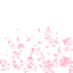 Sakura petals falling down. Romantic pink flowers gradient. Flying petals on white square background