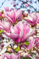 Fototapeta na wymiar Blooming beautiful magnolia tree. Lovely flowers