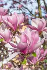 Blooming beautiful magnolia tree. Beautiful flower