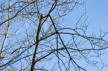 Obraz premium Broken tree branch with no leaves against blue sky with trunk and branches