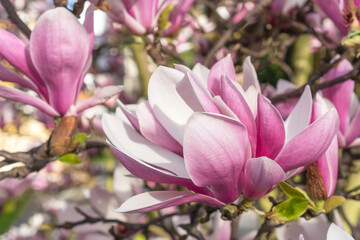 Beautiful magnolia flower close up