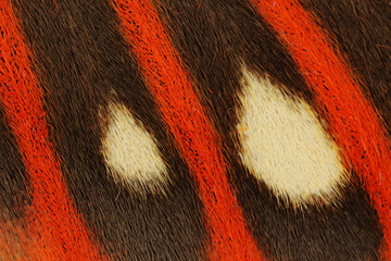 Close-up pattern in butterfly wings.