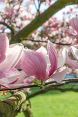 Blooming beautiful magnolia tree