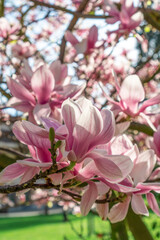 Naklejka na ściany i meble Blooming beautiful flowers of magnolia tree close-up
