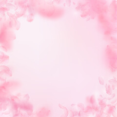 Fototapeta na wymiar Sakura petals falling down. Romantic pink flowers vignette. Flying petals on pink square background.