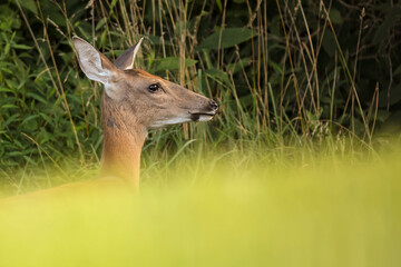 White-tailed deer.