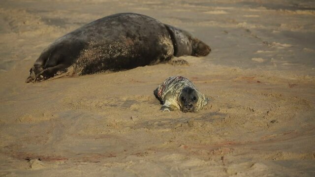 A new born Grey Seal pup (Halichoerus grypus) lying on the beach near its resting mother.	