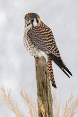 Female American Kestrel in winter.