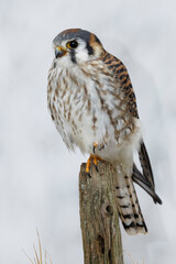 Female American Kestrel in winter.