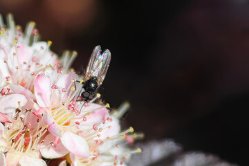 A common housefly sits on ninebark blossoms