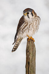Female American Kestrel.