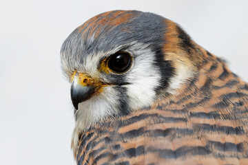Female American Kestrel in winter.