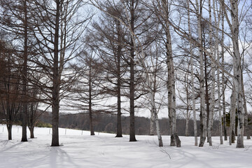 雪景色の森