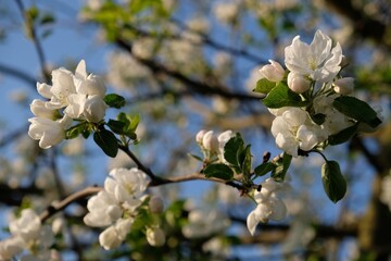 Blossoming apple tree -  branch with flowers of fruit tree in spring