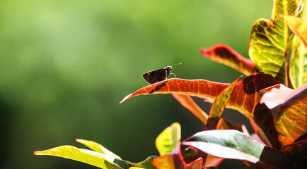 Black butterfly resting on red, orange and green leaves in the high jungle of Peru. Ascalapha odorata.