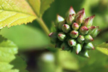 Macro of ninebark flowers with green leaves