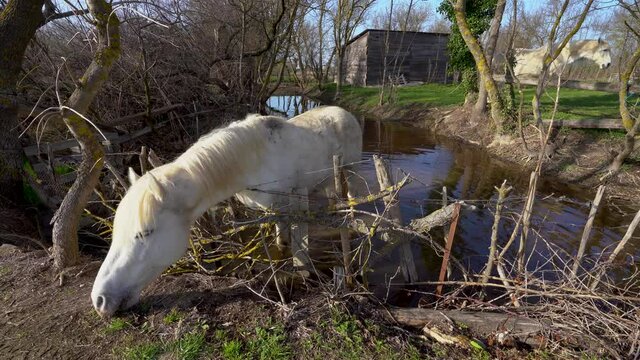 un cheval blanc , les pieds dans une marre, mange par dessus les barbel&eacute;s