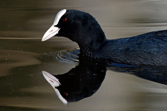 Bl&auml;sshuhn, Bl&auml;ssralle // Eurasian coot (Fulica atra)