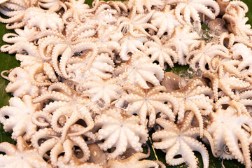 Little octopus on a banana leaf at the seafood counter