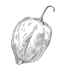 Whole pepper habanero. Vintage hatching vector black illustration.