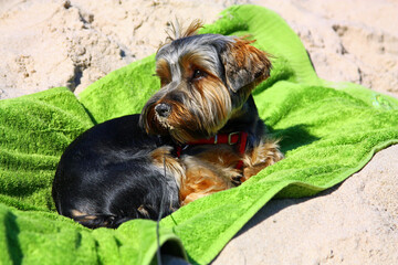 pies, terier, yorkshire, psinka,  zwierzak, rasa, drobny, yorkshire terrier, ssak, przyjaciel,...
