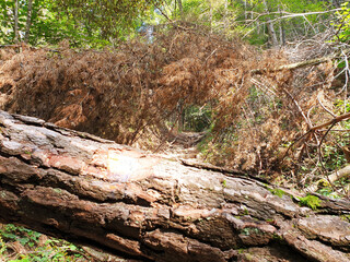 A hiking trail in the forest littered with trees after a storm.