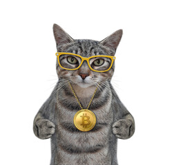 A gray cat in glasses wears a gold bitcoin locket. White background. Isolated.