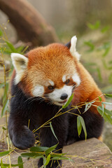 Obraz premium Red Panda.
