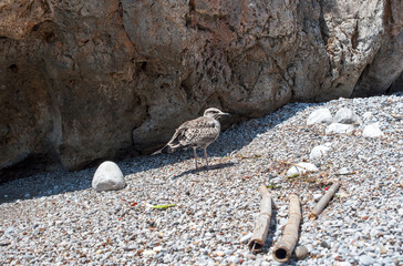 A seagull searching for something to eat on a pebbly beach. Cove.