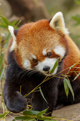 Obraz premium Red Panda.