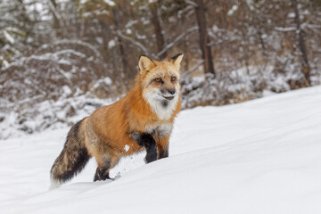Naklejka na ściany i meble Red fox walking through fresh snow, Vulpes vulpes.