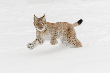 Juvenile Siberian Lynx running through fresh snow.