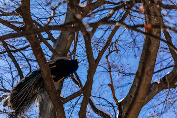 Closeup portrait of peacock with feathers sitting on tree branch at Vojanovy sady, snow in park Vojan Gardens, bird with beautiful tail, sunny winter day, Prague, Czech Republic