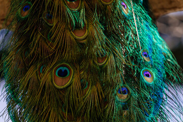 Details and pattern of colorful peacock tail feathers eyes in saturated blues and greens close up, abstract background, Vojanovy sady or park Vojan Gardens in Prague, birds beautiful tail