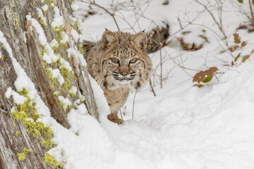 Bobcat in deep snow.