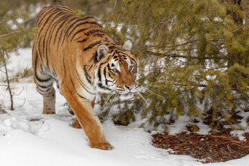 Siberian tiger in winter.
