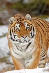 Fototapeta na wymiar Siberian tiger in winter.
