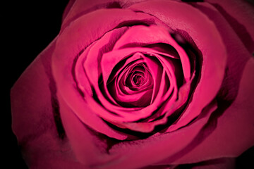 Pink rose on black background. Selective focus.
