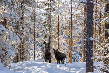 Moose family in Sweden